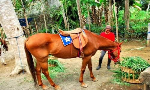 Hot Deal 1Hours Rice Field Trekking Ride Adult 