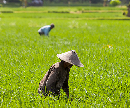 activities in bali